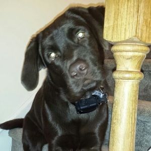 Meet your Posher, Ben